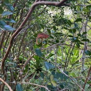 9.  Femelle du Furcifer pardalis-Endormi-CHAMAELEONIDAE-Madagascar  IMG_9466.JPG.jpeg